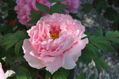 Fotografia da espécie Paeonia × suffruticosa