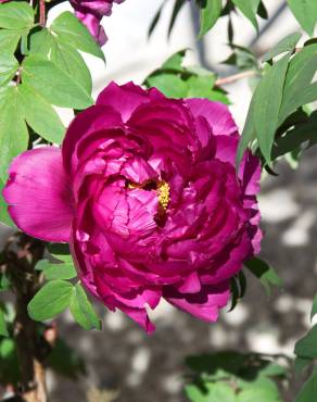 Fotografia 7 da espécie Paeonia × suffruticosa no Jardim Botânico UTAD