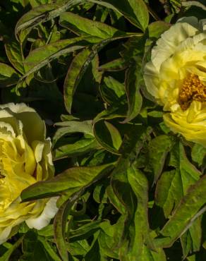 Fotografia 9 da espécie Paeonia × suffruticosa no Jardim Botânico UTAD