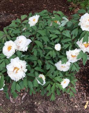 Fotografia 11 da espécie Paeonia × suffruticosa no Jardim Botânico UTAD