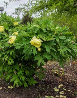 Fotografia 15 da espécie Paeonia × suffruticosa no Jardim Botânico UTAD