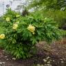 Fotografia 15 da espécie Paeonia × suffruticosa do Jardim Botânico UTAD