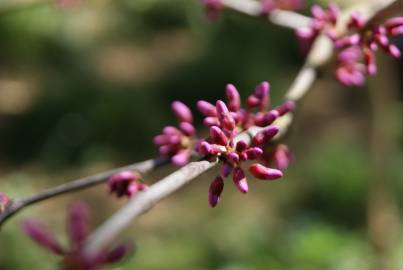 Fotografia da espécie Cercis chinensis