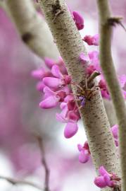 Fotografia da espécie Cercis chinensis