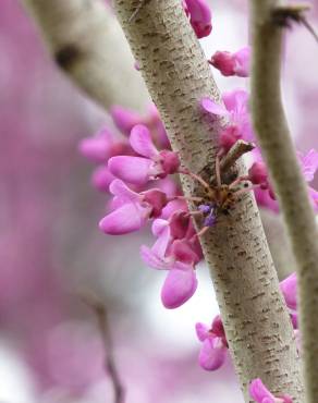 Fotografia 3 da espécie Cercis chinensis no Jardim Botânico UTAD