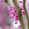 Fotografia 3 da espécie Cercis chinensis do Jardim Botânico UTAD