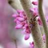 Fotografia 3 da espécie Cercis chinensis do Jardim Botânico UTAD