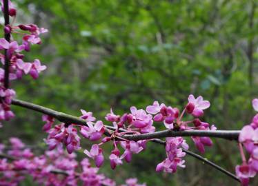 Fotografia da espécie Cercis chinensis