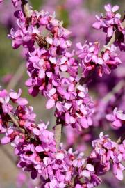Fotografia da espécie Cercis chinensis