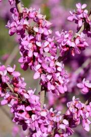 Fotografia da espécie Cercis chinensis