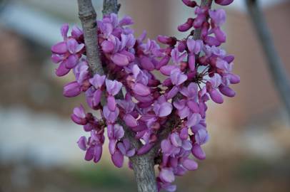 Fotografia da espécie Cercis chinensis