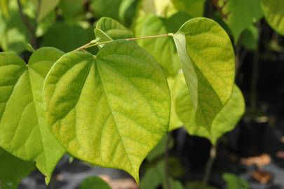 Fotografia da espécie Cercis chinensis