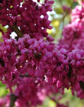 Fotografia 8 da espécie Cercis chinensis no Jardim Botânico UTAD