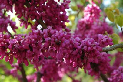 Fotografia da espécie Cercis chinensis