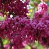 Fotografia 8 da espécie Cercis chinensis do Jardim Botânico UTAD