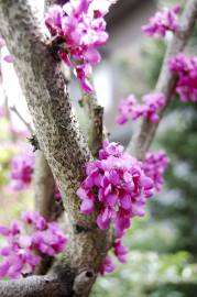 Fotografia da espécie Cercis chinensis