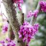 Fotografia 9 da espécie Cercis chinensis do Jardim Botânico UTAD