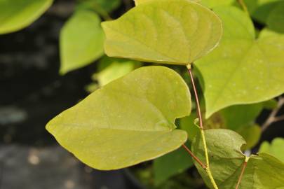 Fotografia da espécie Cercis chinensis