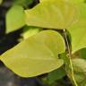 Fotografia 10 da espécie Cercis chinensis do Jardim Botânico UTAD