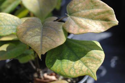 Fotografia da espécie Cercis chinensis