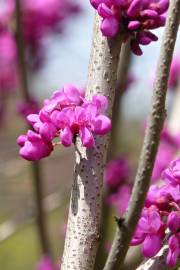 Fotografia da espécie Cercis chinensis