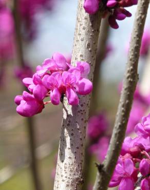 Fotografia 12 da espécie Cercis chinensis no Jardim Botânico UTAD