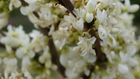 Fotografia da espécie Cercis chinensis