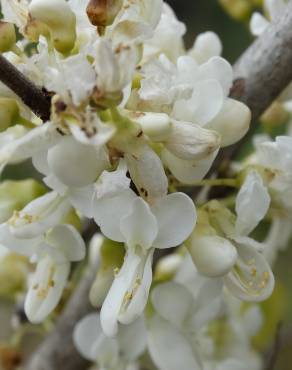 Fotografia 14 da espécie Cercis chinensis no Jardim Botânico UTAD