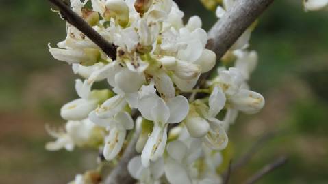 Fotografia da espécie Cercis chinensis