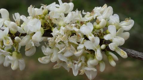 Fotografia da espécie Cercis chinensis