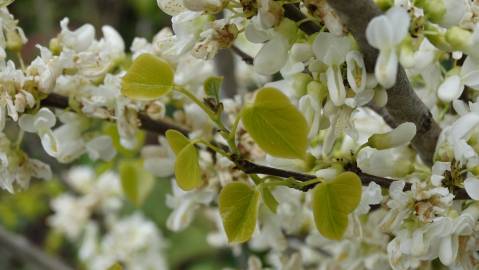 Fotografia da espécie Cercis chinensis