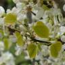 Fotografia 16 da espécie Cercis chinensis do Jardim Botânico UTAD