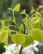 Fotografia da espécie Cercis chinensis