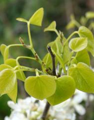 Cercis chinensis