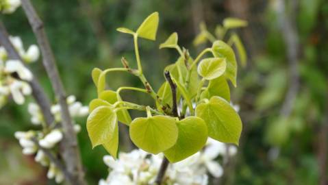 Fotografia da espécie Cercis chinensis