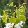 Fotografia 1 da espécie Cercis chinensis do Jardim Botânico UTAD