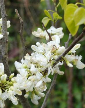 Fotografia 17 da espécie Cercis chinensis no Jardim Botânico UTAD