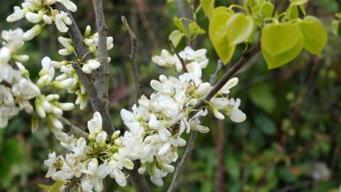 Fotografia da espécie Cercis chinensis