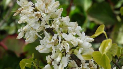 Fotografia da espécie Cercis chinensis