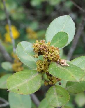 Fotografia 14 da espécie Rhamnus alaternus no Jardim Botânico UTAD