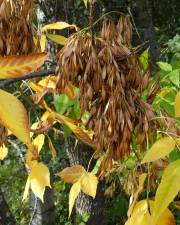 Fotografia da espécie Fraxinus excelsior