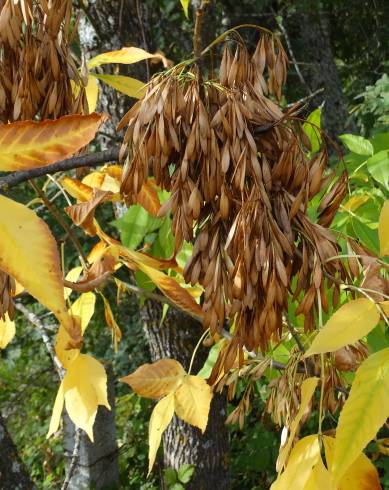 Fotografia de capa Fraxinus excelsior - do Jardim Botânico