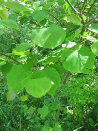 Fotografia da espécie Cercis canadensis