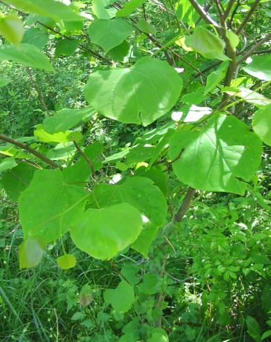 Fotografia de capa Cercis canadensis - do Jardim Botânico