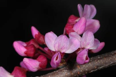 Fotografia da espécie Cercis canadensis