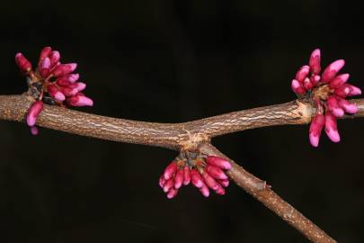 Fotografia da espécie Cercis canadensis