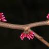 Fotografia 3 da espécie Cercis canadensis do Jardim Botânico UTAD