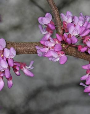 Fotografia 4 da espécie Cercis canadensis no Jardim Botânico UTAD