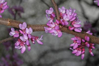 Fotografia da espécie Cercis canadensis