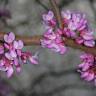 Fotografia 4 da espécie Cercis canadensis do Jardim Botânico UTAD